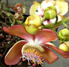 cannon ball tree flowers