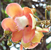 cannon ball tree flowers