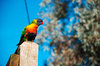 bird