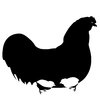 Hen with chicks