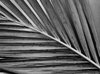 palm leaf