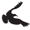 Silhouette Seagull
