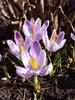 crocus - heralds of spring
