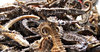 dried seahorses for sale