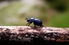Beetle