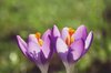 Early spring