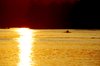 Rowing in Gold