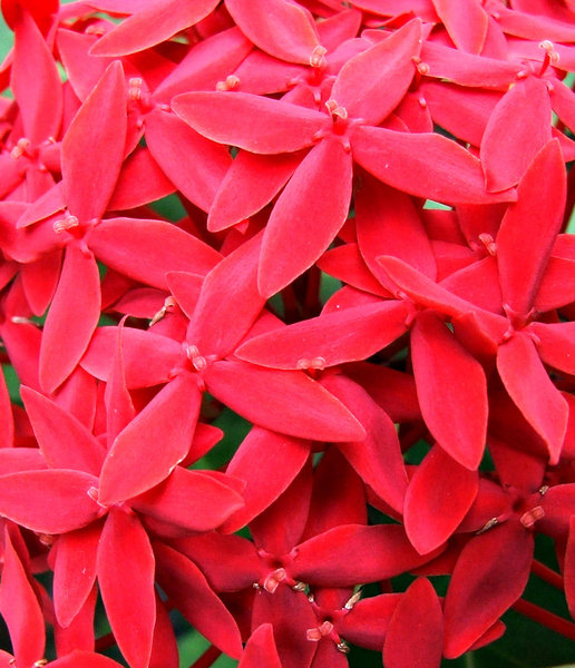 flame flower plant