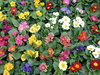 Colorful Primroses