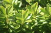 Green leaves