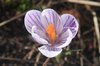 Purple flower