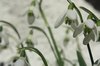 Snowdrop