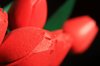 Wooden tulip