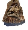 Mollusca Gastropoda Neogastrop