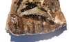 Mollusca Gastropoda Neogastrop