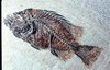 fish   761.jpg