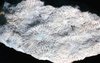 Fossilized Floral Fauna764.jpg