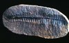 Fossilized   Floral Fauna765.j