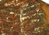 Leaf Fossil    Pennsylvanian p