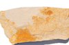 Mollusca - Pelecypoda   middle