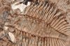 trilobite   tobermory   ontari