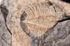 trilobite   tobermory   ontari