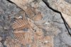 trilobite   tobermory   ontari