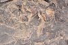 trilobite   tobermory   ontari