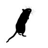 silhouette gerbil