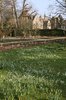 Snowdrop flowers
