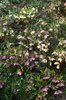 Hellebore flowers