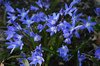 Chionodoxa flowers