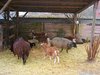 animal shelter