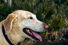 Yellow Lab