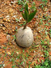 coconut growth