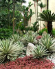 palm garden path