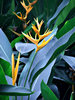 tropical blooms
