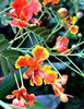 tropical blooms