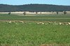 farm