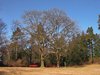trees waiting for spring