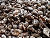 dried mushrooms