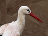 White Stork