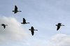 Geese in flight
