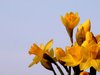 Daffodils