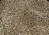 coriander seeds