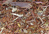 autumn textures