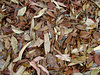 autumn textures