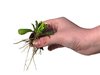 plant a plant