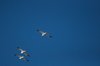 seagull