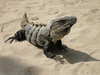 Iguanas